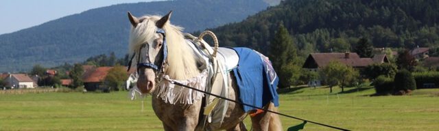 Portrait d'un cheval à la ferme équestre de Franould